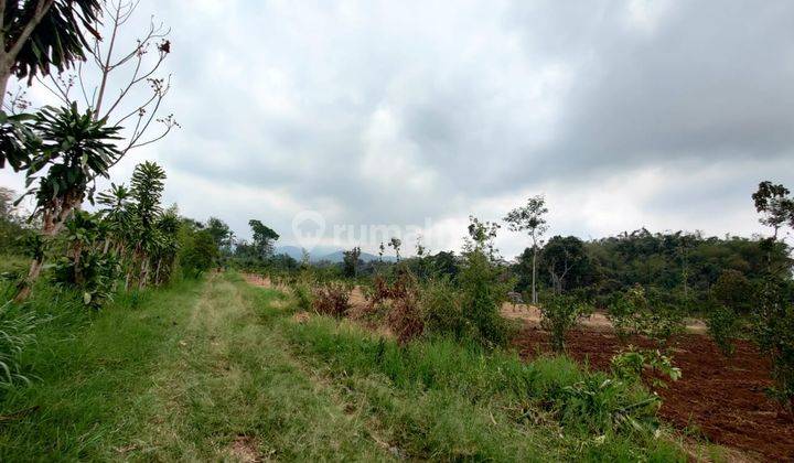 Tanah Subur Sangat Luas Kebun Jeruk Harga Istimewa Di Karangploso Kabupaten Malang.  1