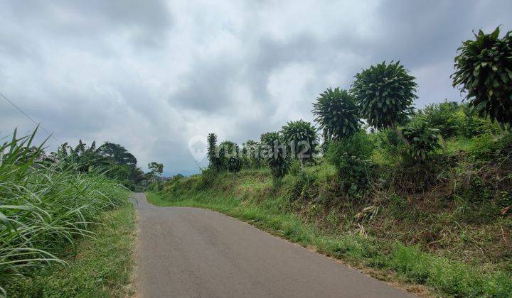 Tanah Subur Sangat Luas Kebun Jeruk Harga Istimewa Di Karangploso Kabupaten Malang.  2