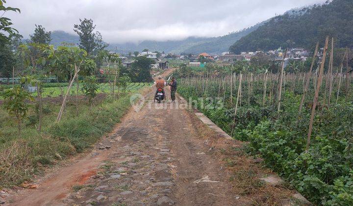 Lahan Kuning Luas Dan Subur Untuk Pertanian Lokasi di Kota Batu 2