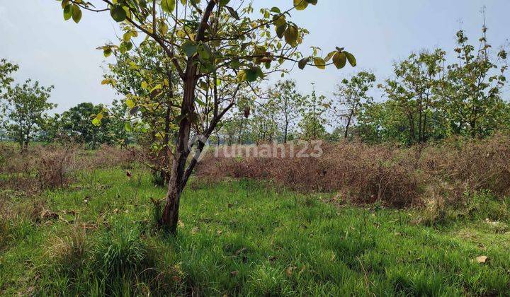 Tanah Kebun Subur Luas Harga Baik Di Pandaan Pasuruan. 1