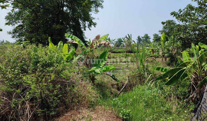 Tanah Kebun Subur Luas Harga Baik Di Pandaan Pasuruan. 2