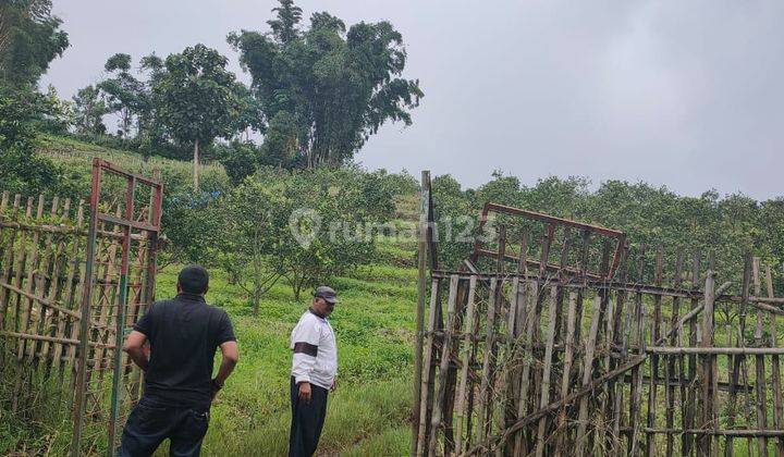 Tanah Kebun Jeruk Luas Dan Produktif di Donowarih Karangploso 2