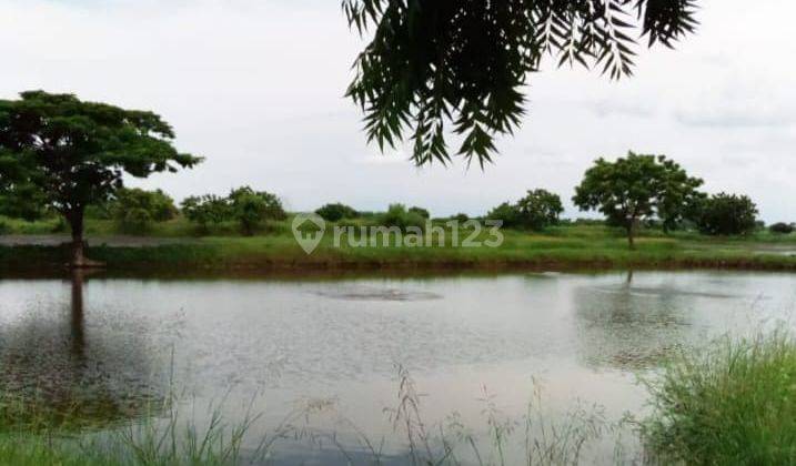 Tanah Tambak Udang Dan Ikan Produktif di Jabon Sidoarjo 2