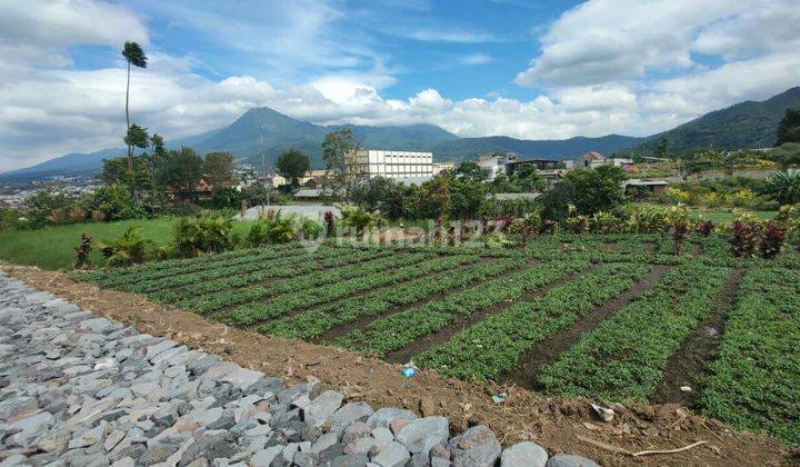 TANAH KEBUN SUBUR HARGA BAGUS DI BANARAN KOTA BATU.  2