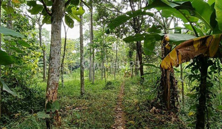 TANAH PERKEBUNAN SUBUR HARGA BAIK DI PURWODADI PASURUAN. 2