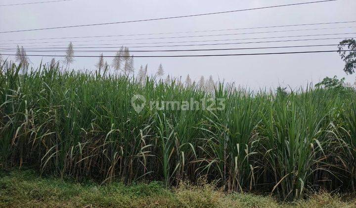 TANAH KEBUN SUBUR HARGA BAGUS DI SINGOSARI KABUPATEN MALANG. 2