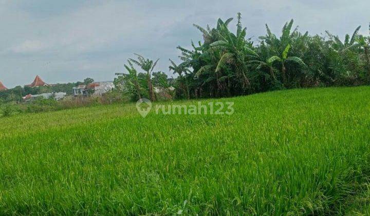 TANAH SAWAH HARGA ISTIMEWA DI SINGOSARI KABUPATEN MALANG. 1