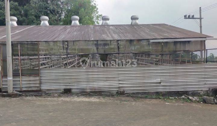 Tanah Greenhouse Luas Siap Beroperasi di Pujon Malang 2