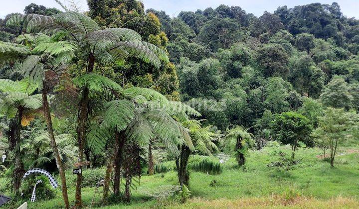 Tanah jln kaki saja k curug pangeran lembah tepus ls.500mtr 300rb/m 4