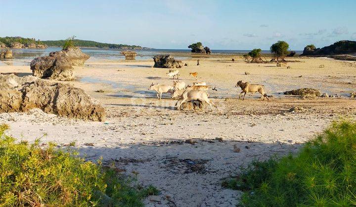 Dijual Tanah Tepi Pantai Di Bo a Rote Ndao Nusa Tenggara Timur Udb 653 8