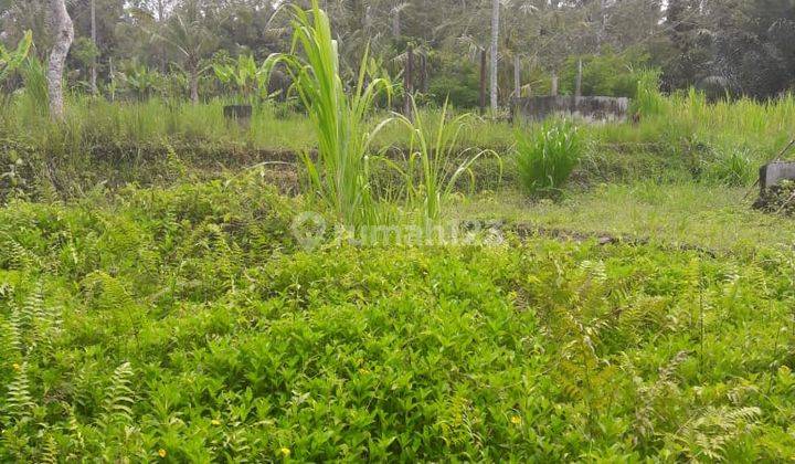 Land Freehold 5000 Sqm in great location Payangan Ubud 2