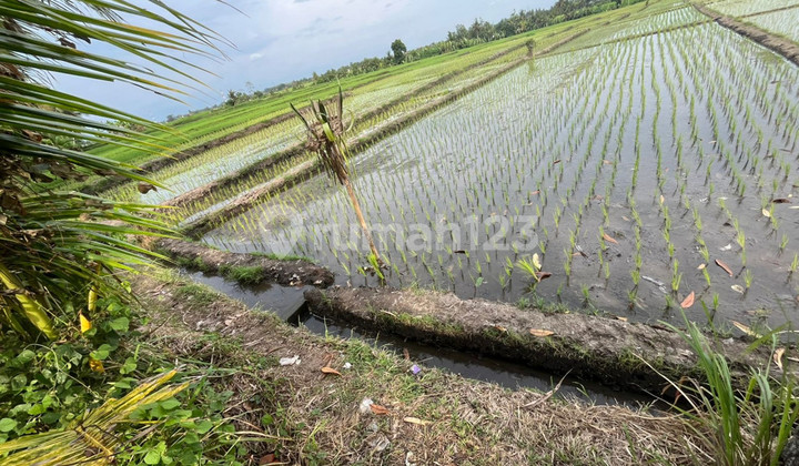 For Sale Leasehold Land With Rice Field View Close To Canggu, Bali For Sale Leasehold Land With Rice Field View Close To Canggu, Bali