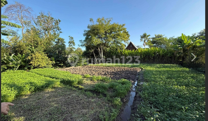Leasehold - Rare Riverside Leasehold Land In Padonan, Canggu Area Leasehold - Rare Riverside Leasehold Land In Padonan, Canggu Area