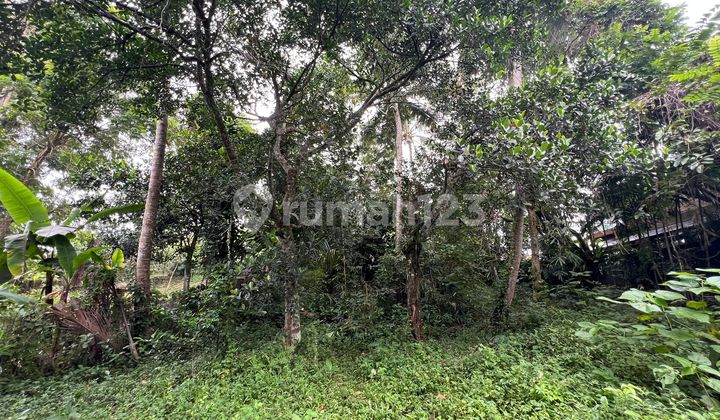 Exceptional Leasehold Land in Ubud - 19 Are Prime Land with Peaceful "Jungle View" near Ubud Center Exceptional Leasehold Land in Ubud - 19 Are Prime Land with Peaceful "Jungle View" near Ubud Center