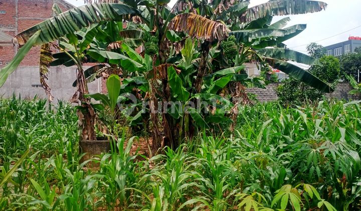 Cheap Sale of Bulusan Undip Land Tembalang Semarang 2