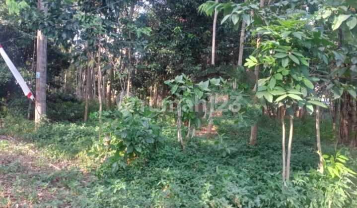 Strategic Land One Step Away from Undip Tembalang, Suitable for Boarding Houses 1