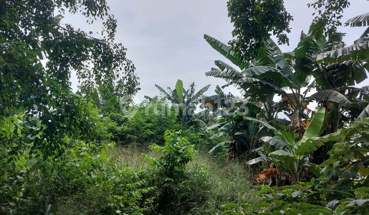 Tanah Di Jual Murah Banget Di Bawah Harga Pasaran. Tanah Di Jual Murah Banget Di Bawah Harga Pasaran.