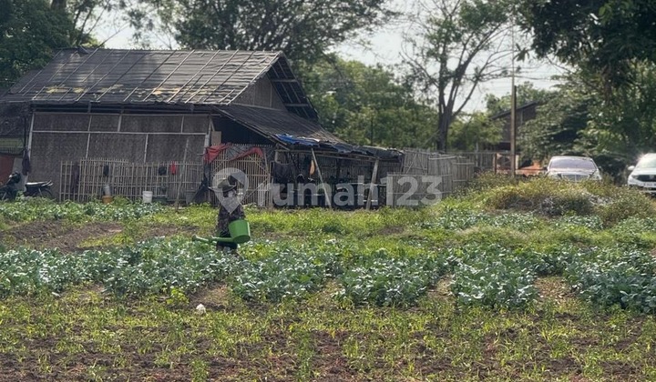 Lot suitable for industry. On a dadap leaflet. Lot suitable for industry. On a dadap leaflet.