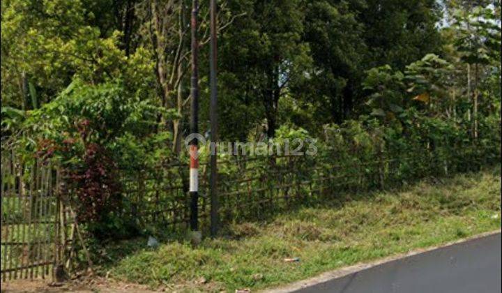 LAHAN NONGKO JAJAR, Purwodadi Pasuruan 4