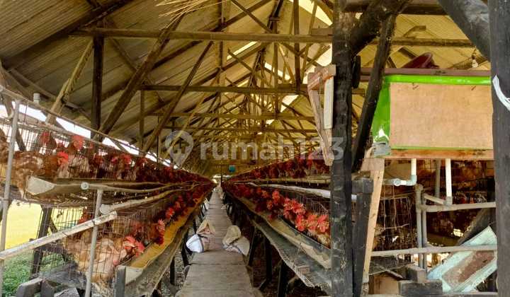 Layer Chicken Farm, Lawang Malang