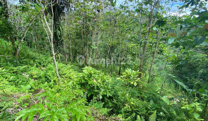 TANAH VIEW LEMBAH DI DEKAT WISATA TIRTA EMPUL TAMPAKSIRING 1