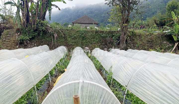 Lake Beratan View Land In Pancasari Bedugul Tabanan Bali Lake Beratan View Land In Pancasari Bedugul Tabanan Bali