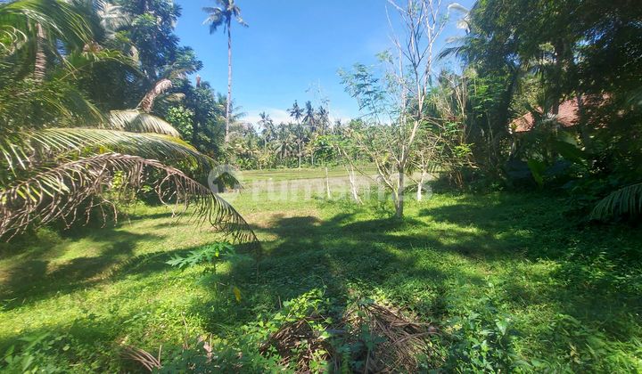 Land Stone Coral View Rice Field Slope Wide 500 to 800m2 Rarely Available Land Stone Coral View Rice Field Slope Wide 500 to 800m2 Rarely Available