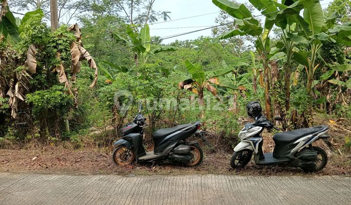 Tanah Kavling Murah Daerah Panggarangan Dekat Ke Bayah Tanah Kavling Murah Daerah Panggarangan Dekat Ke Bayah