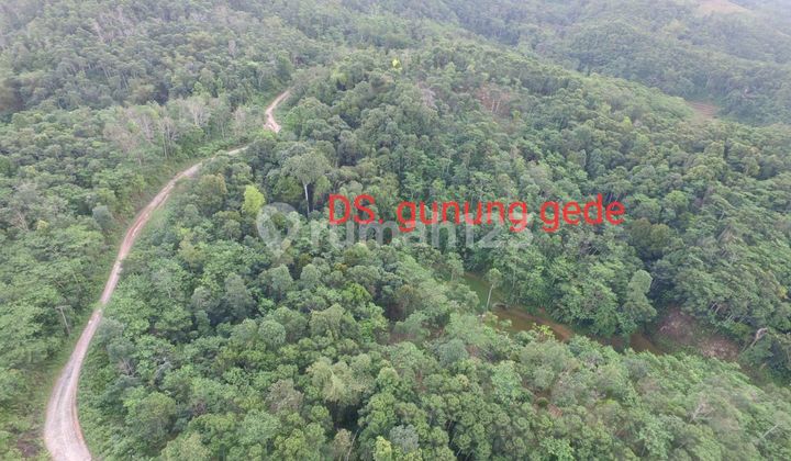 Tanah Luas 4000 Hektar Utk Perkebunan Panggarangan Lebak Banten Tanah Luas 4000 Hektar Utk Perkebunan Panggarangan Lebak Banten