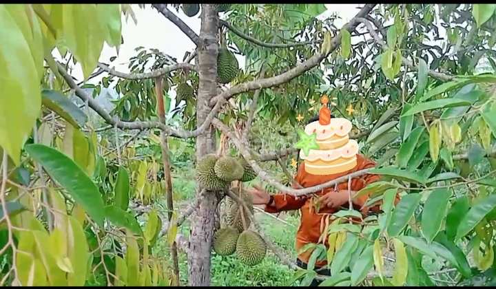 Tanah Kebun Durian Dkt Pusat Kota Stasiun KRL & Tol Rangkasbitung