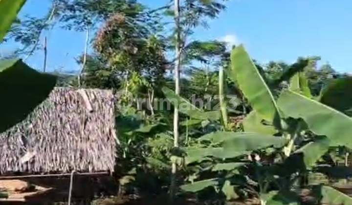 Tanah Kebun Luas Daerah Gunung Kencana Lebak Banten
