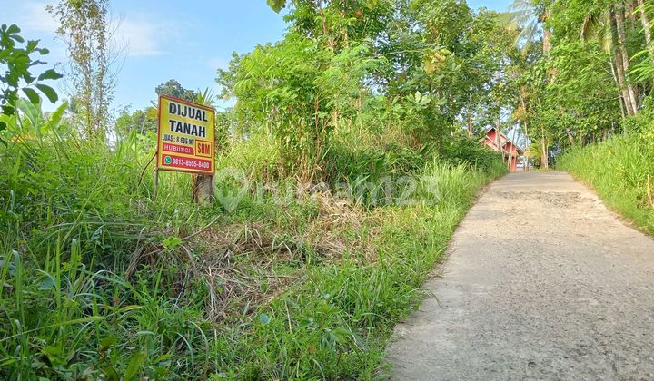 Tanah Kebun Murah Daerah Panggarangan Lebak Banten