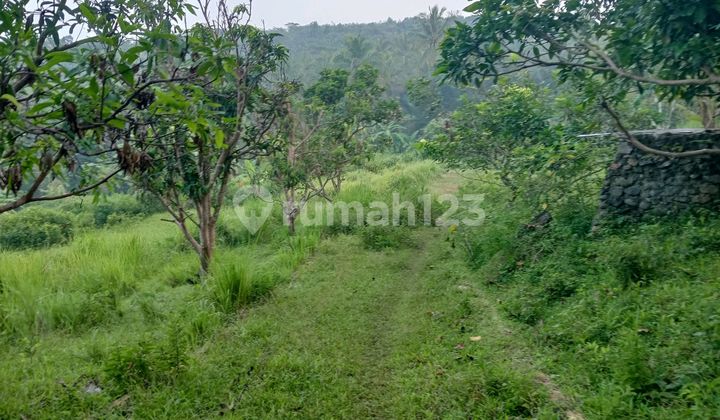 Tanah Murah Di Panggarangan Cocok Utk Peternakan Atau Pemancingan Tanah Murah Di Panggarangan Cocok Utk Peternakan Atau Pemancingan