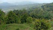 Kebun Durian di Bogor