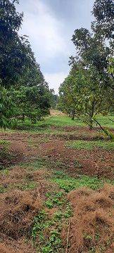 Kebun Durian di Bogor