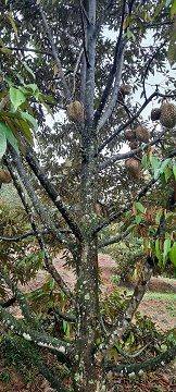 Kebun Durian di Bogor