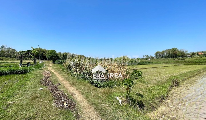 Land for Sale with Wet Status in Boyolali, Truck Access.