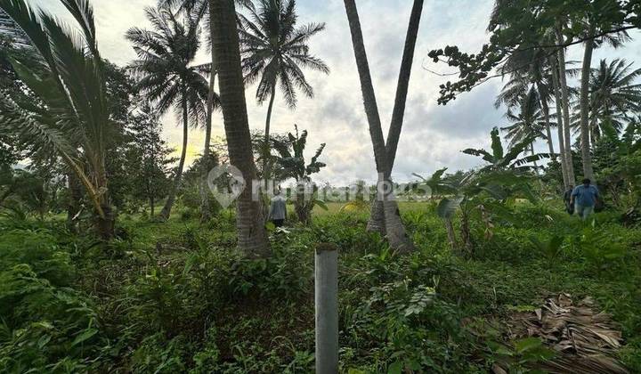 DIJUAL TANAH MURAH BANGET DI CARITA PANDEGLANG  - NEGO KERAS