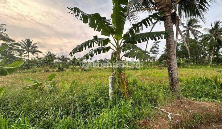 Tanah Komersial Murah 500ribu Di Jln Raya Carita  2