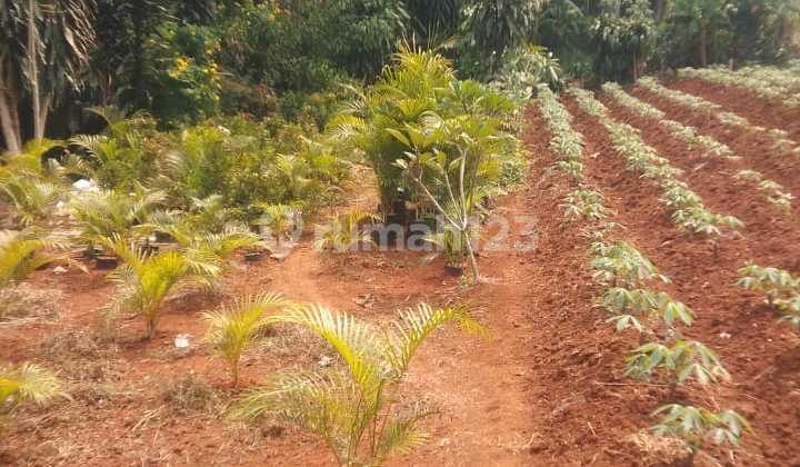 DIJUAL TANAH SUPER MURAH COCOK UNTUK GUDANG,,PABRIK,PERTENAKAN DLL.DI GUNUNG SINDUR BODOR