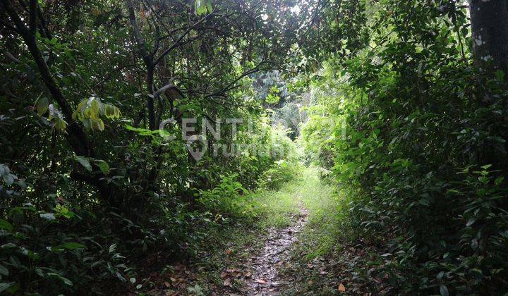 TANAH KAWASAN PERHUTANI DAN PERKEBUNAN COCOK UNTUK PERUMAHAN  2