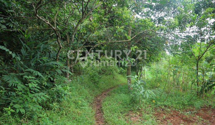 TANAH KAWASAN PERHUTANI DAN PERKEBUNAN COCOK UNTUK PERUMAHAN  2