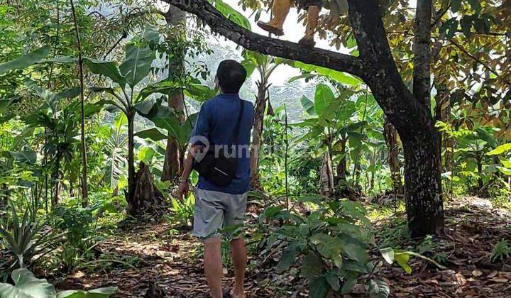 Tanah Kebun Siap Dikelola 1