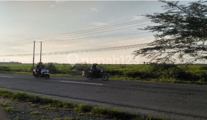 Dijual Tanah Luas Di Jalan Utama Gubug Purwodadi 1