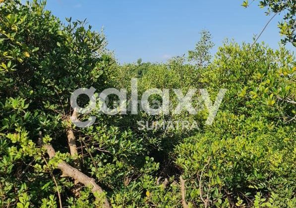 Land 52,000 m2 with SHM in Socah, Bangkalan