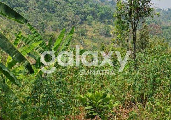 Kebun di Wonosalam, Jombang SHM 5,5 Ha 1