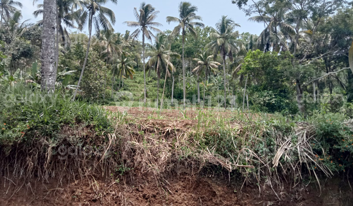 Strategic Land 4500 m2 Amadanom Village Dampit Malang GMK03714 Strategic Land 4500 m2 Amadanom Village Dampit Malang GMK03714