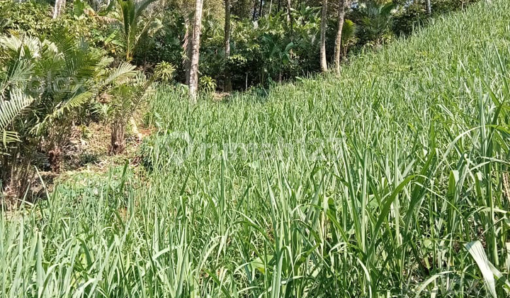 Tanah Strategis Desa Sonowangi Ampelgading Malang Gmk03818 Tanah Strategis Desa Sonowangi Ampelgading Malang Gmk03818