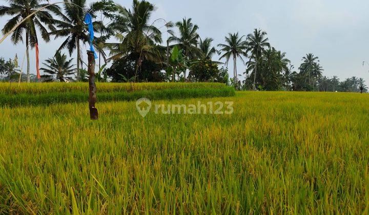 Land Pupuan Gianyar View Rice Fields Housing Designation 2