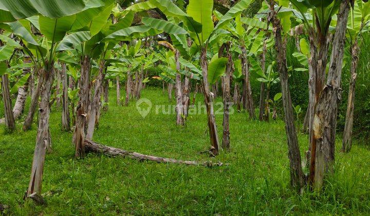 Tanah di Payangan Gianyar Bali SHM View Lembah Jungle 1